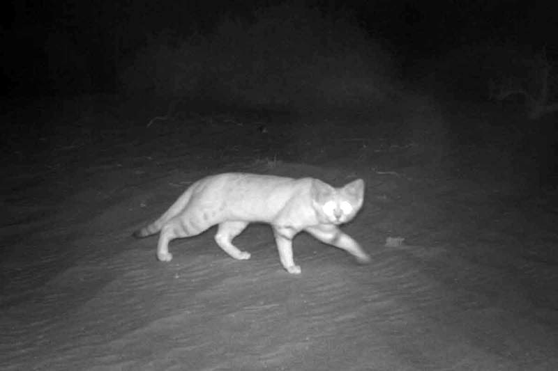 Foto: Agencia Medioambiental de Abu Dhabi.